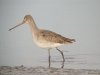 Black-tailed Godwit at Oxenham Farm (Steve Arlow) (61499 bytes)